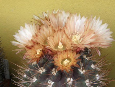 Pyrhocactus crispus